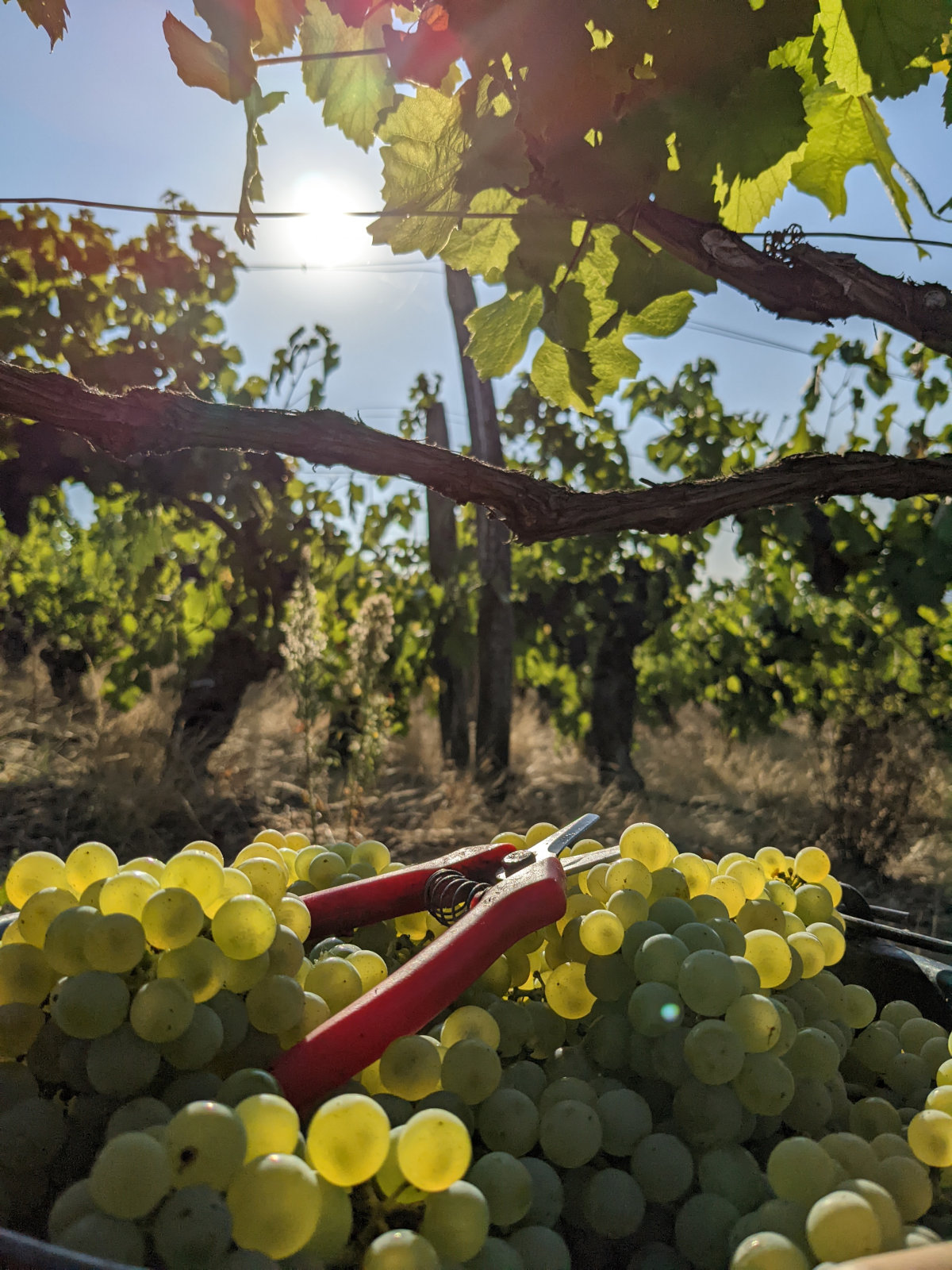 Raisins blancs à maturité