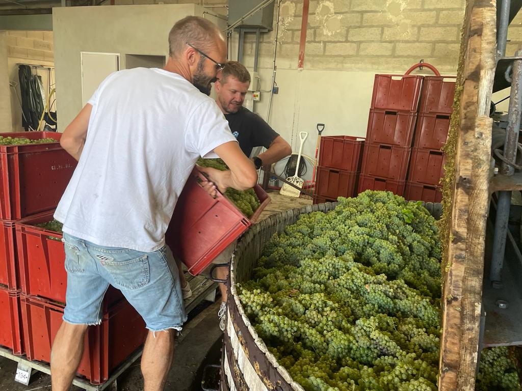 Pressurage des raisins