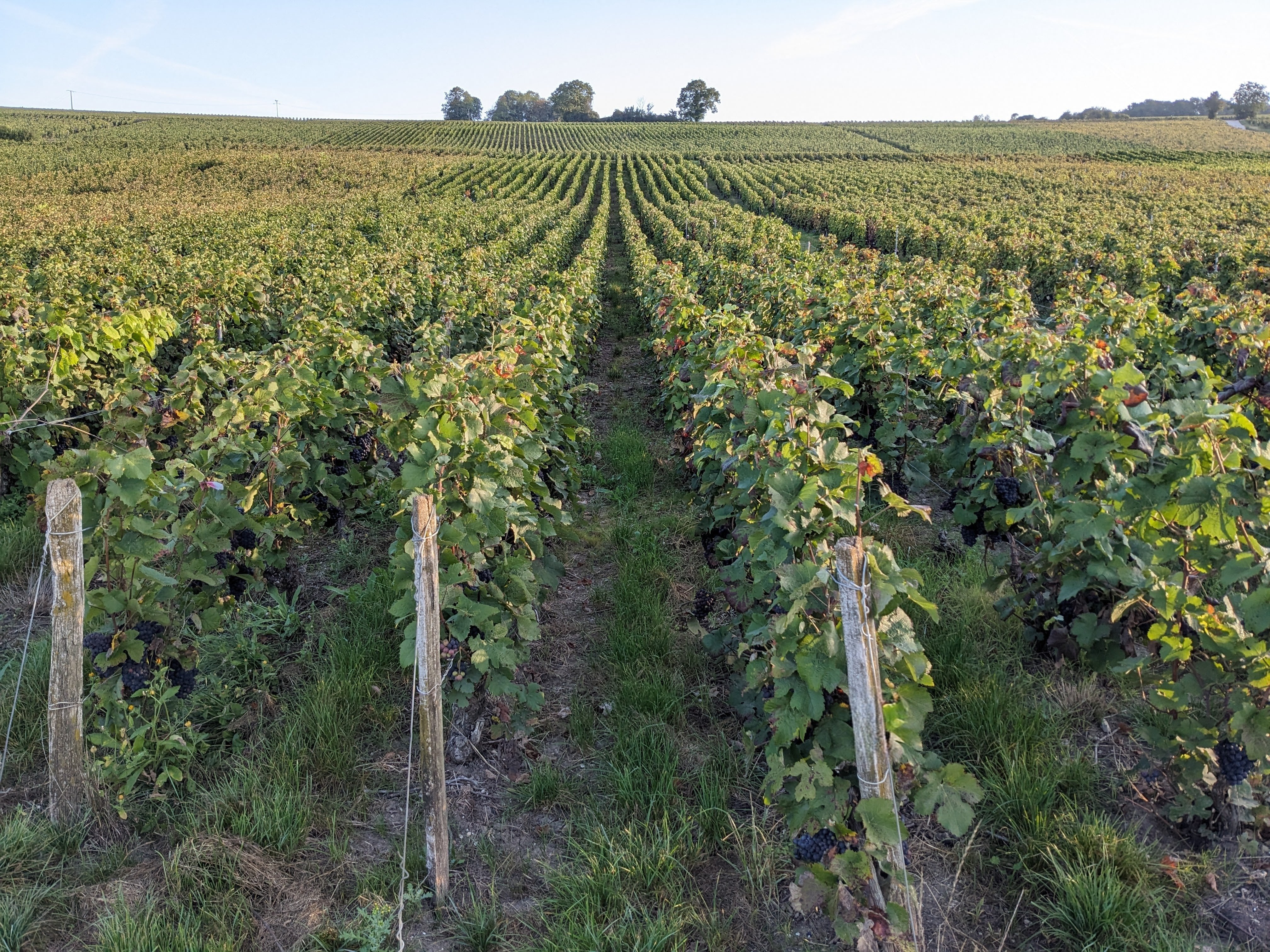 Grande parcelle des Vieux Chauffours