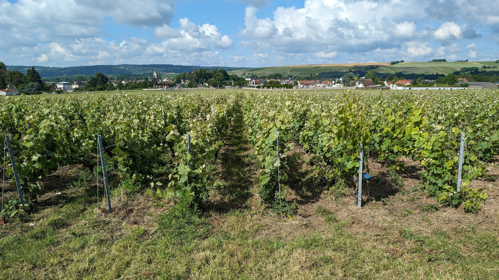 Vue des vignes sur Charly-sur-Marne