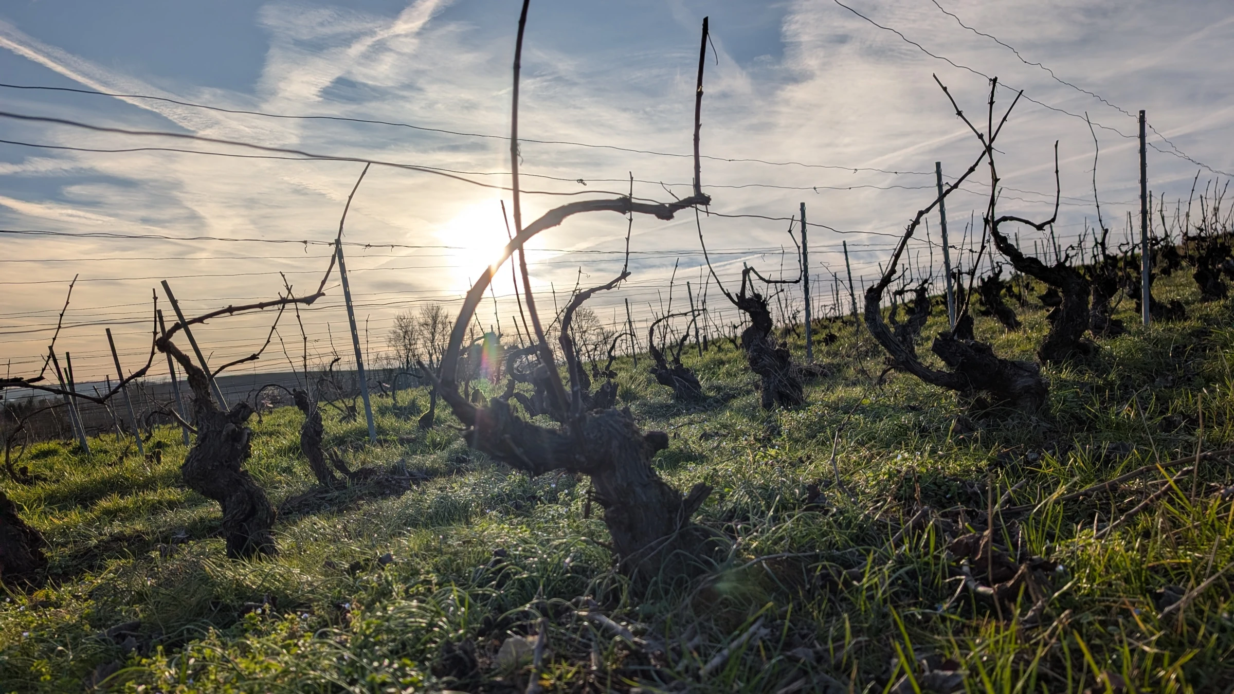 Terroir de Champagne