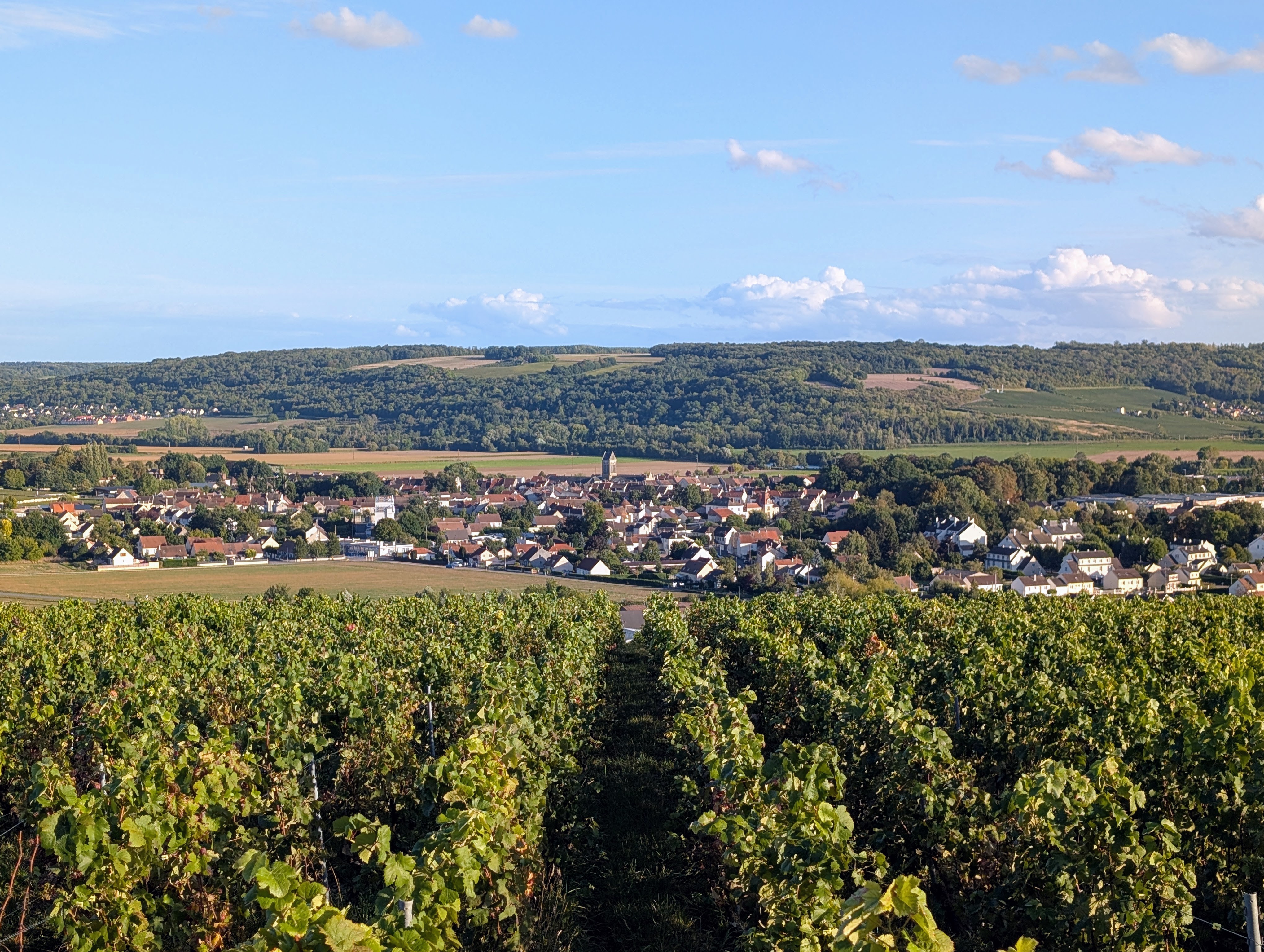 Vue de Charly-sur-Marne et des vignes